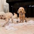 犬を衝動買いしては…