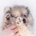 犬の肉球は乾燥する…