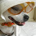 犬を擬人化すると、…