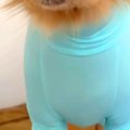 虫よけのため、大型…