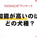 【アンケート実施中…