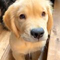 赤ちゃん犬がお昼寝…