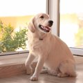 犬が来客に吠えてし…