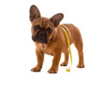 犬の運動をしてはい…