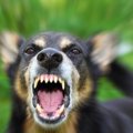 犬が怒る様々な理由…