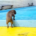 海で溺れてから『水…