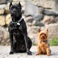 『小型犬と大型犬』…