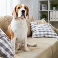 犬との生活で考えた…