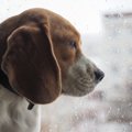 犬が『雨の日の散歩…