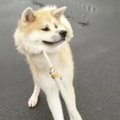 嫌なのよ！頑固さを…