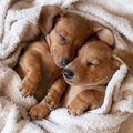 「犬の多頭飼い」経…