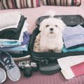 犬との旅行に持って…