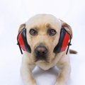 犬が「大きな音」を…