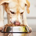 7歳以上の犬の食欲が…