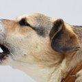 その無駄吠えは縄張…