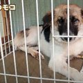 沖縄 保護犬┃2度捨て…