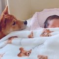 赤ちゃんが家にやっ…