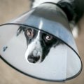 犬の福祉とエリザベ…