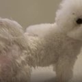 ふわもこビションが…