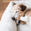 犬がよく『寝る場所…