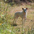 犬が『警戒』してい…
