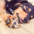  犬のお墓事情 ～い…