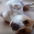 愛犬も省エネモード…