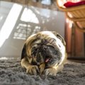 愛犬家におすすめの…