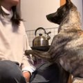 犬が大声で吠えたの…