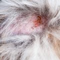 犬の皮膚が赤い！皮…