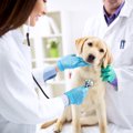 致死率100%も？犬が…