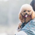 犬も大切な家族！で…