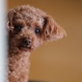 犬が狭い隙間から飼…