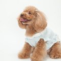 犬にかかる費用をお…