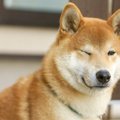 柴犬がなつかないは…