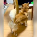 犬が控えめに『撫で…