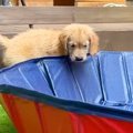 子犬を『初めてプー…