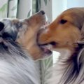 『犬が犬の顔を食べ…