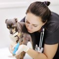 犬の『ペット保険』…
