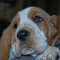 犬の角膜炎について…