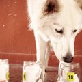 犬の『嗅覚』は人の…