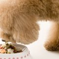 愛犬の毎日のご飯に…