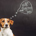 犬がする『賢い行動…