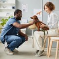 動物病院で『絶対に…