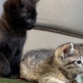 実家で『2匹の子猫』…