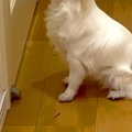 留学に向けて、毎日…