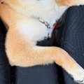 後部座席から顔を出…