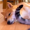 犬がウトウトしてい…