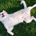 しょっちゅうお腹を…