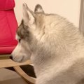 ハスキー犬が寝てい…